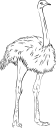 Ostrich Clipart