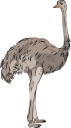 Ostrich Clipart