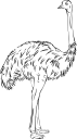 Ostrich Clipart