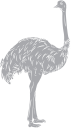 Ostrich Clipart