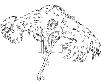 Ostrich Clipart
