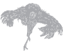 Ostrich Clipart