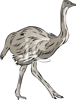 Ostrich Clipart