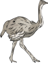 Ostrich Clipart