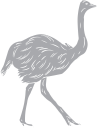 Ostrich Clipart