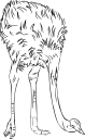 Ostrich Clipart