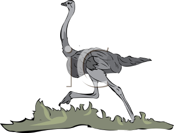 Ostrich Clipart
