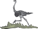 Ostrich Clipart