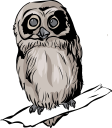 Owl Clipart