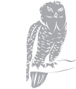 Owl Clipart