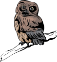 Owl Clipart