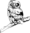 Owl Clipart