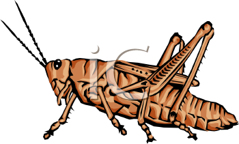 Grasshopper Clipart