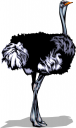 Ostrich Clipart