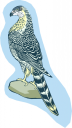 Falcon Clipart