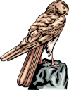 Owl Clipart