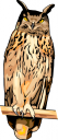 Owl Clipart