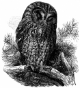 Owl Clipart