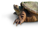 3D Clipart