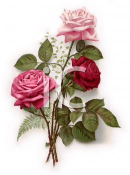 Victorian Rose Clipart