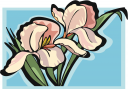 Lily Clipart