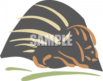 Turtle Clipart