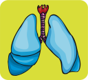 Anatomy Clipart