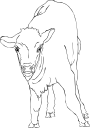 Mammal Clipart