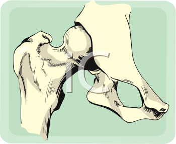 Anatomy Clipart