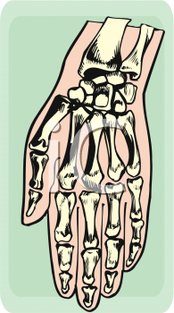 Anatomy Clipart