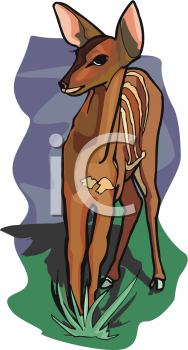 Mammal Clipart