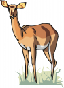 Deer Clipart