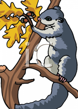 Squirrel Clipart