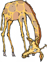 Giraffe Clipart