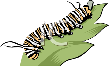Bug Clipart