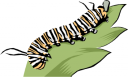 Bug Clipart
