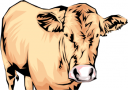 Cow Clipart