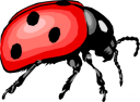 Bug Clipart