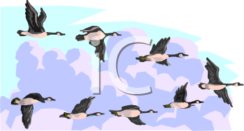 Geese Clipart
