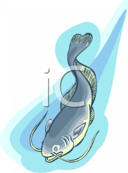 Catfish Clipart