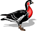 Geese Clipart