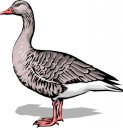 Geese Clipart