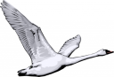 Geese Clipart