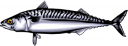 Fish Clipart