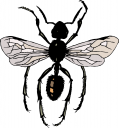 Bug Clipart