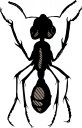Bug Clipart