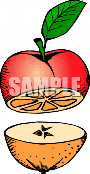 Orange Clipart