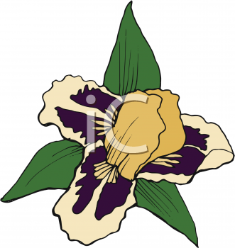 Iris Clipart