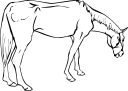 Horse Clipart