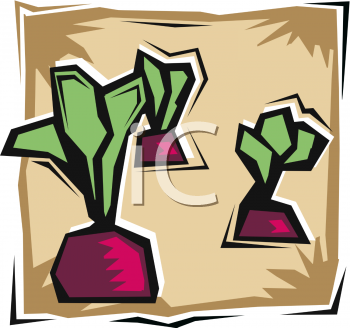 Beetroot Clipart